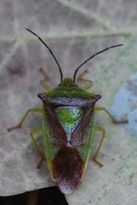 <i>Acanthosoma haemorrhoidale</i>