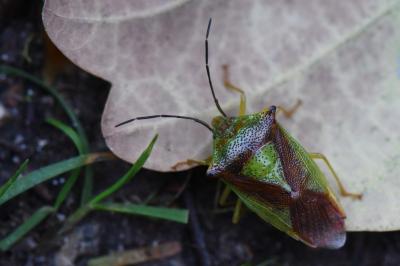<i>Acanthosoma haemorrhoidale</i>