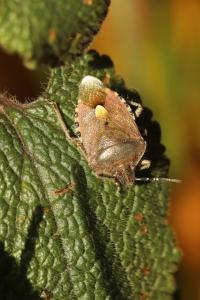 <i>Dolycoris baccarum</i>