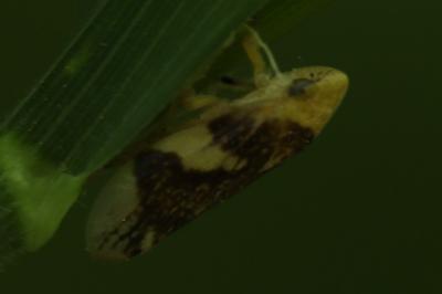 <i>Philaenus spumarius</i>