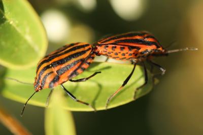 <i>Graphosoma italicum</i>