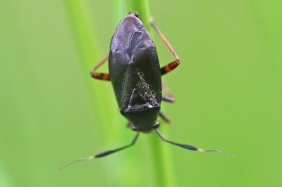 <i>Capsus ater</i>