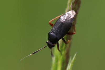 <i>Capsus ater</i>