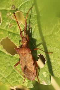<i>Gonocerus acuteangulatus</i>