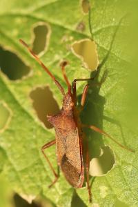 <i>Gonocerus acuteangulatus</i>