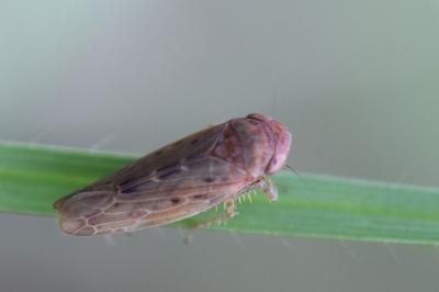 <i>Thamnotettix dilutior</i>