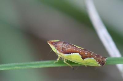 <i>Platymetopius</i>