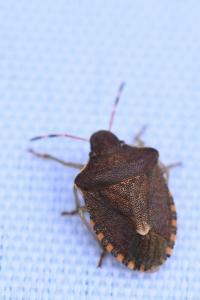 <i>Peribalus strictus</i>