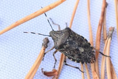 <i>Rhaphigaster nebulosa</i>