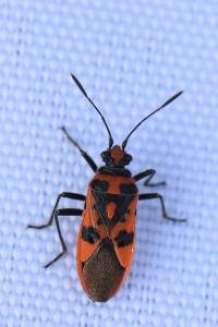 <i>Corizus hyoscyami</i>