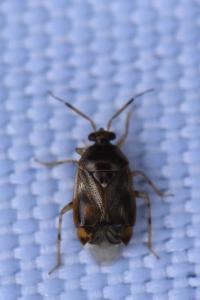 <i>Deraeocoris lutescens</i>