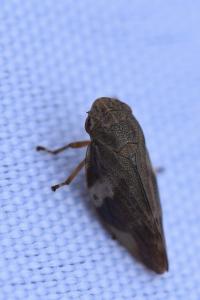 <i>Aphrophora alni</i>