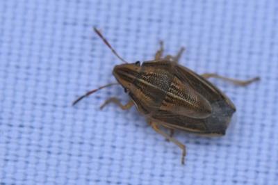 <i>Aelia acuminata</i>