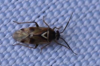<i>Orthops</i>