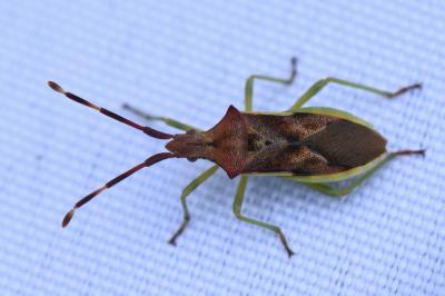 <i>Gonocerus juniperi</i>