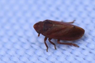 <i>Tettigometra impressopunctata</i>