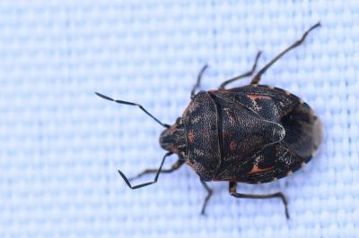 <i>Holcogaster fibulata</i>