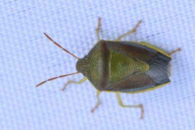 <i>Piezodorus lituratus</i>