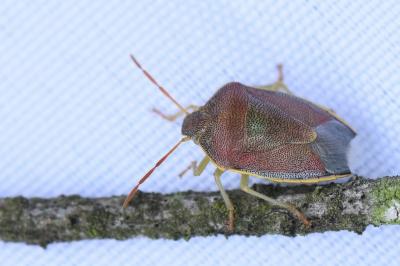 <i>Piezodorus lituratus</i>
