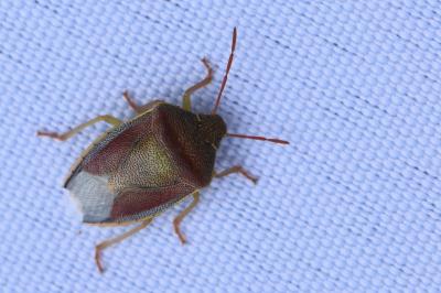 <i>Piezodorus lituratus</i>