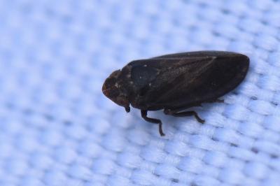 <i>Tettigometra impressopunctata</i>