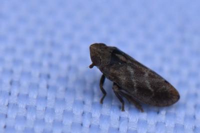 <i>Tettigometra impressopunctata</i>
