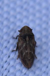 <i>Tettigometra impressopunctata</i>
