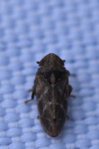 <i>Tettigometra impressopunctata</i>