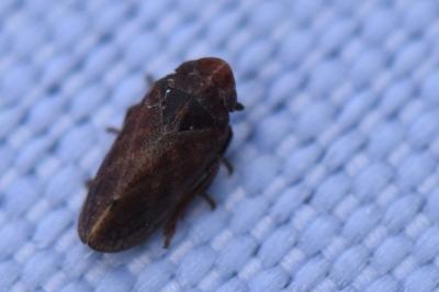 <i>Tettigometra impressopunctata</i>