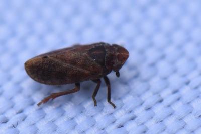 <i>Tettigometra impressopunctata</i>