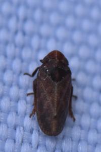 <i>Tettigometra impressopunctata</i>