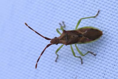 <i>Gonocerus juniperi</i>
