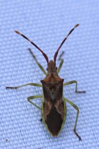 <i>Gonocerus juniperi</i>