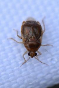 <i>Deraeocoris lutescens</i>