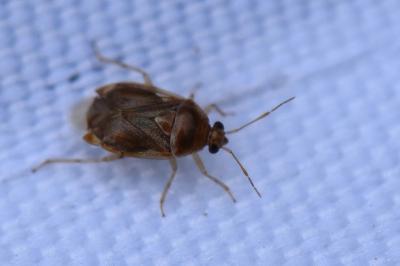 <i>Deraeocoris lutescens</i>