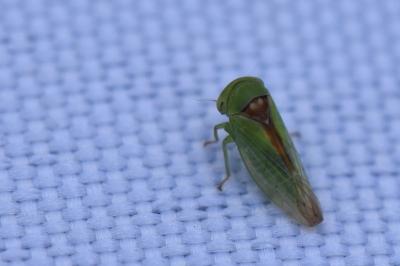 <i>Viridicerus ustulatus</i>