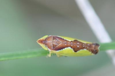 <i>Platymetopius</i>