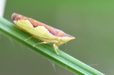 <i>Platymetopius</i>