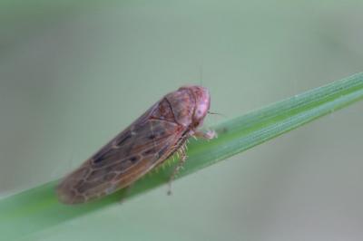 <i>Thamnotettix dilutior</i>