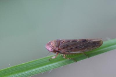 <i>Thamnotettix dilutior</i>