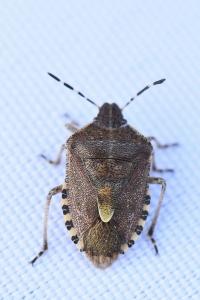 <i>Dolycoris baccarum</i>