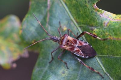<i>Leptoglossus occidentalis</i>