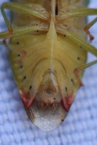 <i>Elasmostethus interstinctus</i>