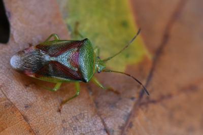 <i>Elasmostethus interstinctus</i>