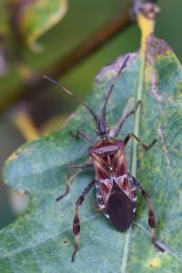 <i>Leptoglossus occidentalis</i>