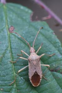 <i>Gonocerus acuteangulatus</i>