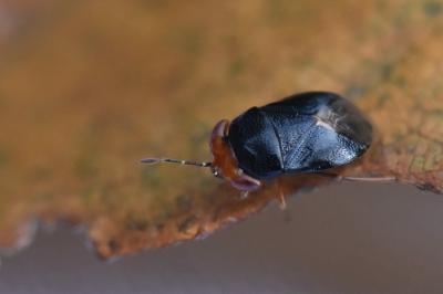 <i>Geocoris erythrocephalus</i>