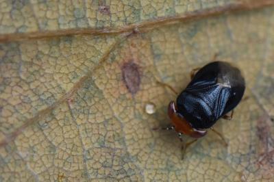 <i>Geocoris erythrocephalus</i>
