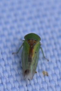 <i>Viridicerus ustulatus</i>