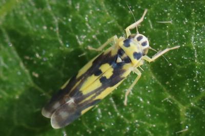 <i>Eupteryx</i>